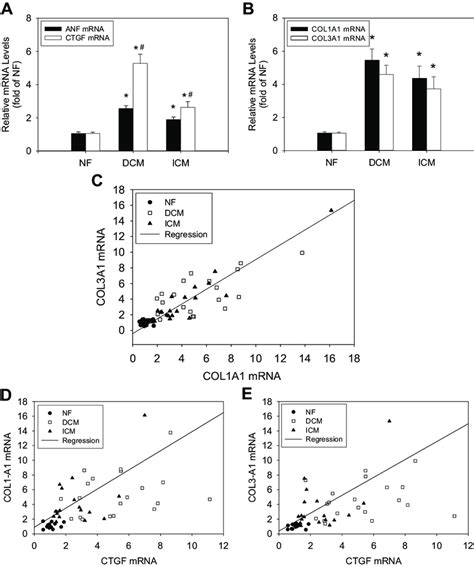 Connective Tissue Growth Factor Ctgf Collagen Col 1 A1 And