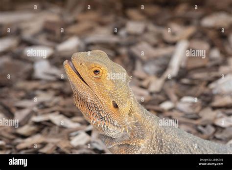 Head Shot Of A Central Bearded Dragon Pogona Vitticeps A Species Of