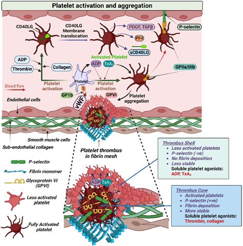 Figure 1 From The Role Of Platelets In Hypoglycemia Induced