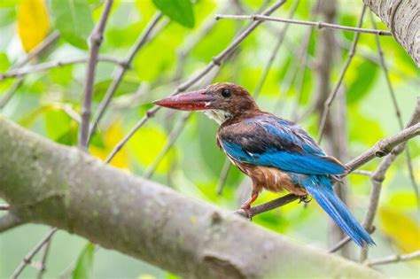 Premium Photo | Secrets of the kingfisher nesting and family life