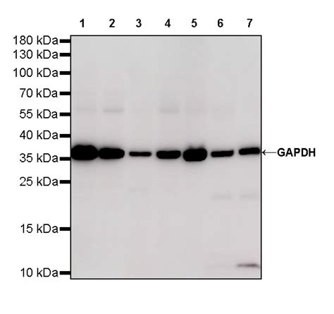 Rabbit Anti Gapdh Polyclonal Antibody Absin