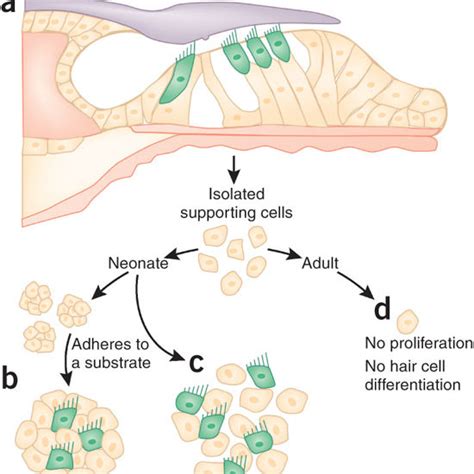 Proliferation And Hair Cell Differentiation From Supporting Cells A