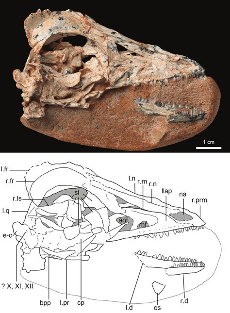 Skull of IGM 100/1323 in right lateral view. | Download Scientific Diagram