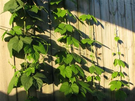 Hops Trellis Ideas-| Brewer's Friend