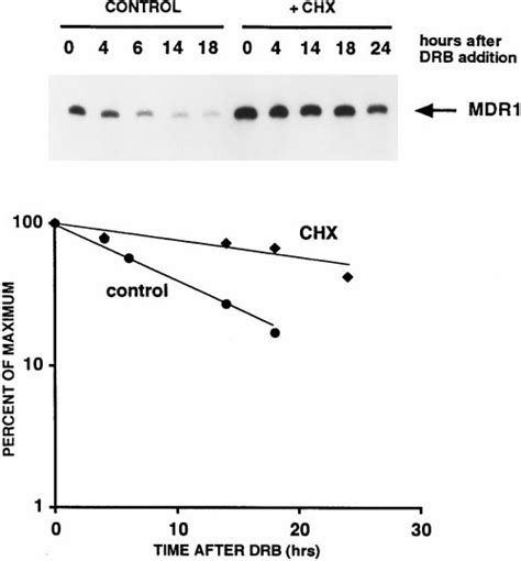 Effect Of Cycloheximide CHX Treatment On Decay Of MDR1 MRNA A