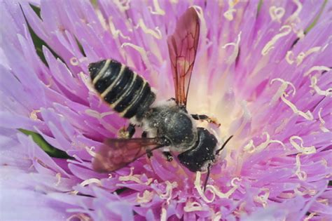 Abejas Cortadoras De Hojas Polinizadores En El Estado De Veracruz