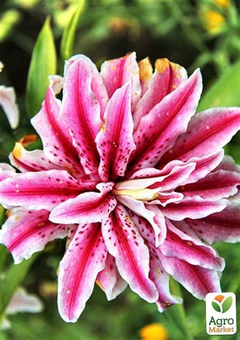 Лилия Махровая "Magic Star" купить почтой в Одессе, Киеве, Украине ...