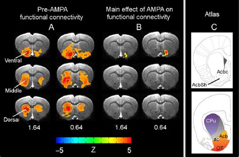 Effects Of Vta Ampa Microinjection On Bold Functional Connectivity A Download Scientific