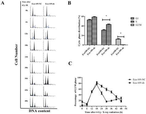 Effects Of Ube2d3 Downregulation On The Cell Cycle Of Eca 109 Cells By