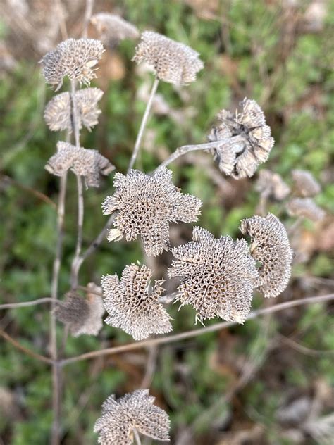 Pycnanthemum muticum (Short-toothed/Clustered Mountain-mint)