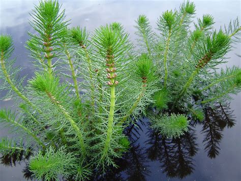 Myriophyllum Crispatum Ozwatergardens