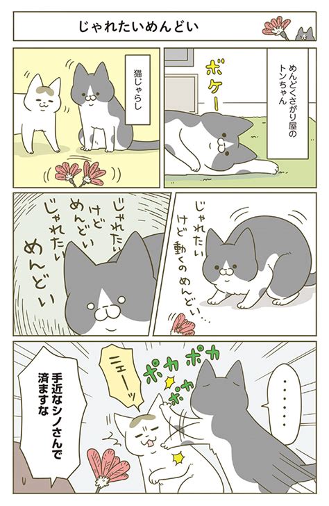 めんどくさがり屋のトンちゃん。猫じゃらしの代わりに身近で済ませた相手は？／うちの猫がまた変なことしてる。5 ダ・ヴィンチweb