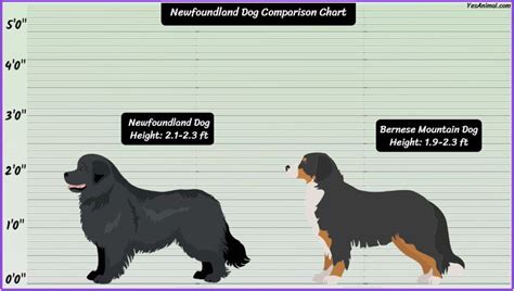 Newfoundland Dog Size: How Big Are They Compared To Others?