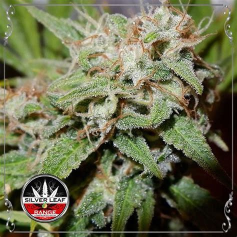 Wedding Cake Cannabis Seeds By Silver Leaf