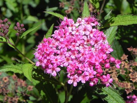 Flowers Of Japanese Spirea Nature Photo Gallery