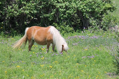 Free Images Landscape Grass Lawn Meadow Prairie Flower Wildlife