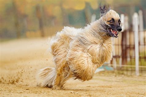 Das sind dümmsten Hunde der Welt