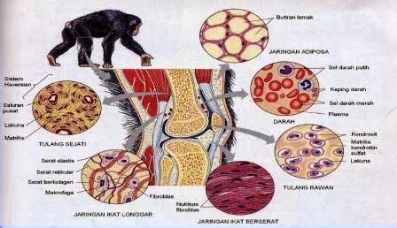 27 Gambar Jaringan Otot Pada Hewan Kumpulan Dunia Hewan