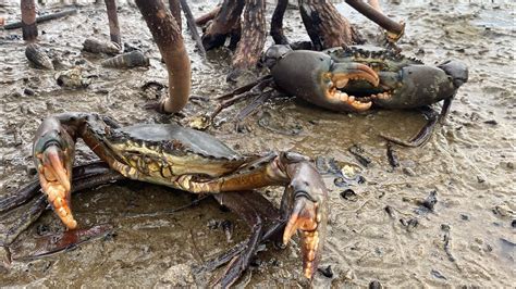 Wow Wow So Big Crab Catch Crab After Low Tide In Mangrove Forest That