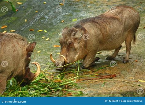 Warthog Stock Photo Image Of Africa Omnivore Wallow 14248334