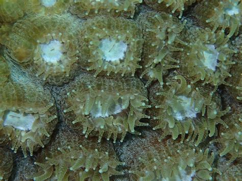 Coral Reefs Florida Keys National Marine Sanctuary