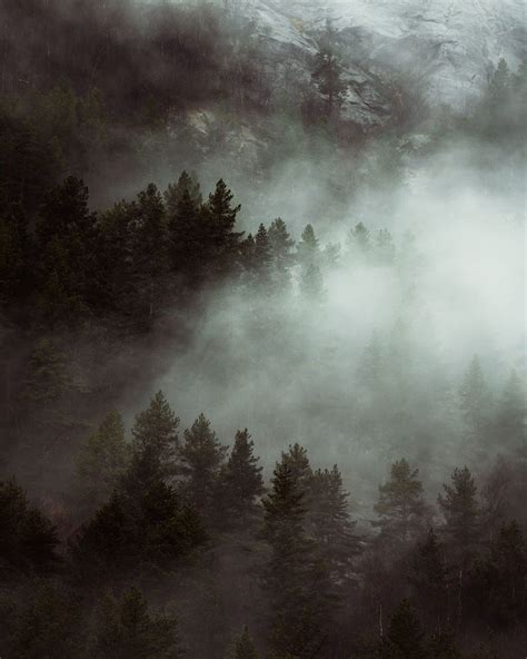 Moody Forest Wallpapers - 4k, HD Moody Forest Backgrounds on WallpaperBat