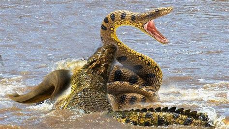 Crocodile And Snake Fight 2020 Amazing And Funny Animal Video Part