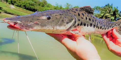 Ameaçado de extinção pintado não pode ser pescado a partir de dezembro