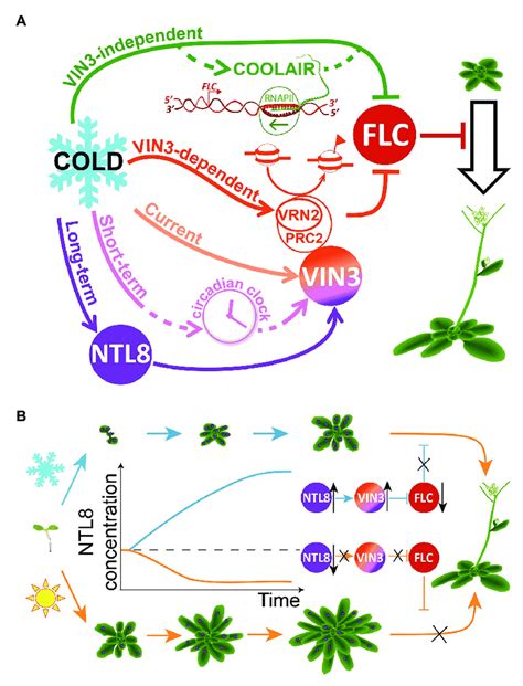 Distributed Temperature Sensitivities In The Regulation Of Flowering Download Scientific