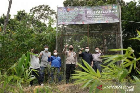 Jaga Kelestarian Satwa PT Timah Ikut Lepasliarkan Satwa Di Hutan