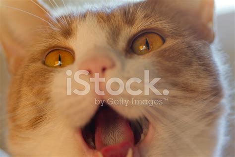 Yawning Cat Stock Photo | Royalty-Free | FreeImages