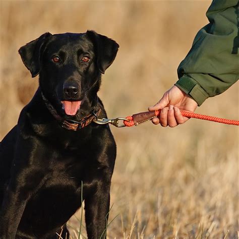 14 Types Of Dog Leads When And How To Use Them Uk Pets