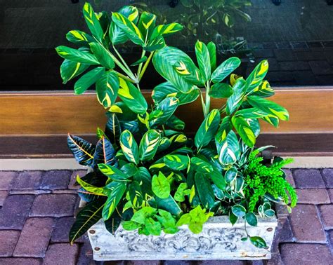 Improve Indoor Air Quality with Plants