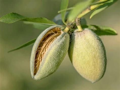 Миндаль Карамель саженцы купить в Москве и Подмосковье в питомнике