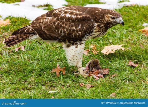 Red Tailed Hawk Eating A Ground Squirrel Stock Photo Image Of West