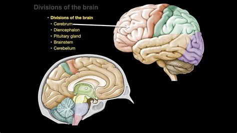 Three Divisions Of The Brain