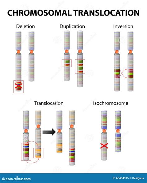 Mutation. Chromosome Abnormality Stock Vector - Illustration of ...