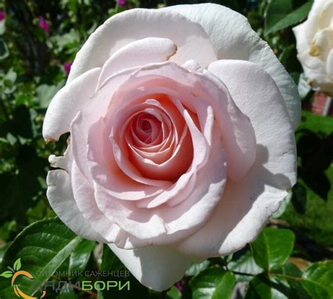 Чайно-гибридная роза Александр Пушкин: характеристика, описание, фото ...