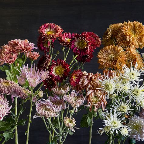 19 Stunning Fall Chrysanthemums Sunset Magazine