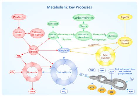 Metabolic Pathway Map Sample Metabolism Key Processes Biochemistry