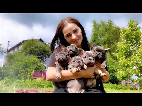 Эти щенки нереально красивые ! Превосходные ! Восхитительные ...
