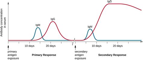 B Lymphocytes And Humoral Immunity Microbiology Health And Disease