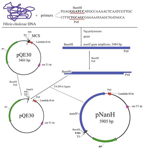 The Scheme Of Recombinant Plasmid Pnanh Construction Download