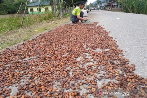 Harga Kakao Anjlok Di Aceh Timur Akibat Diserang Hama Antara News Aceh