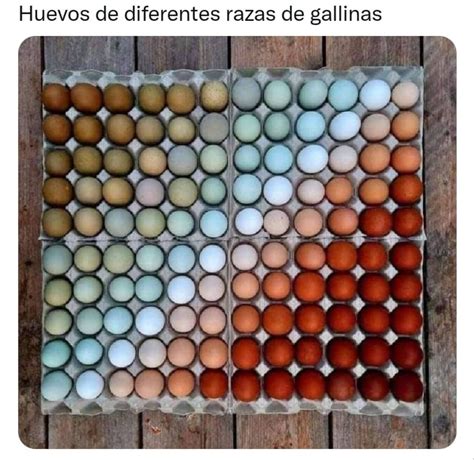 Huevos De Diferentes Razas De Gallinas Memes