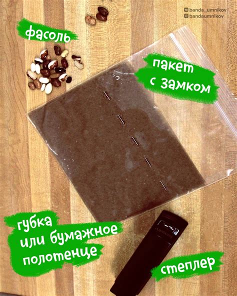 Наглядный эксперимент «Растим фасоль» 🤓