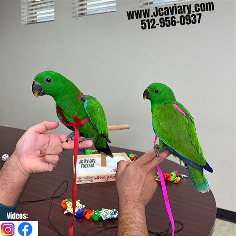 Baby Eclectus Parrots - [Male] | www.jcaviary.com