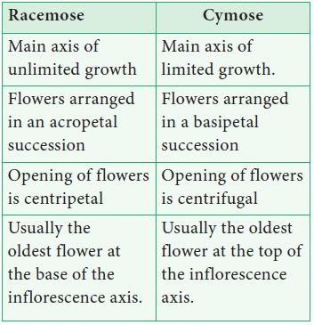 Inflorescence - Types