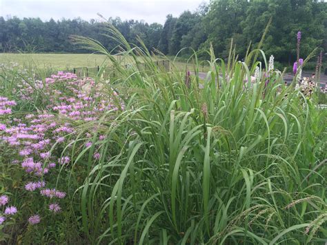 Top Native Grasses for Ontario Gardens — In Our Nature