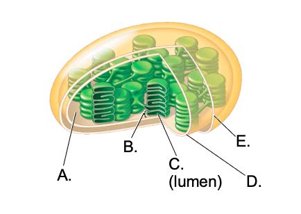 Biology Lecture Ch Clicker Questions Flashcards Quizlet